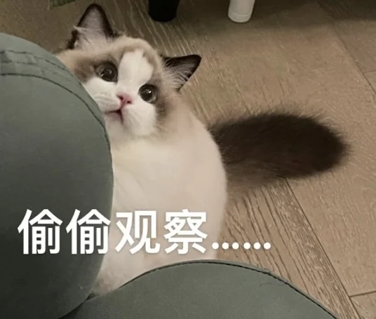 老天奶啊.... 我的小猫咪也太可爱了叭