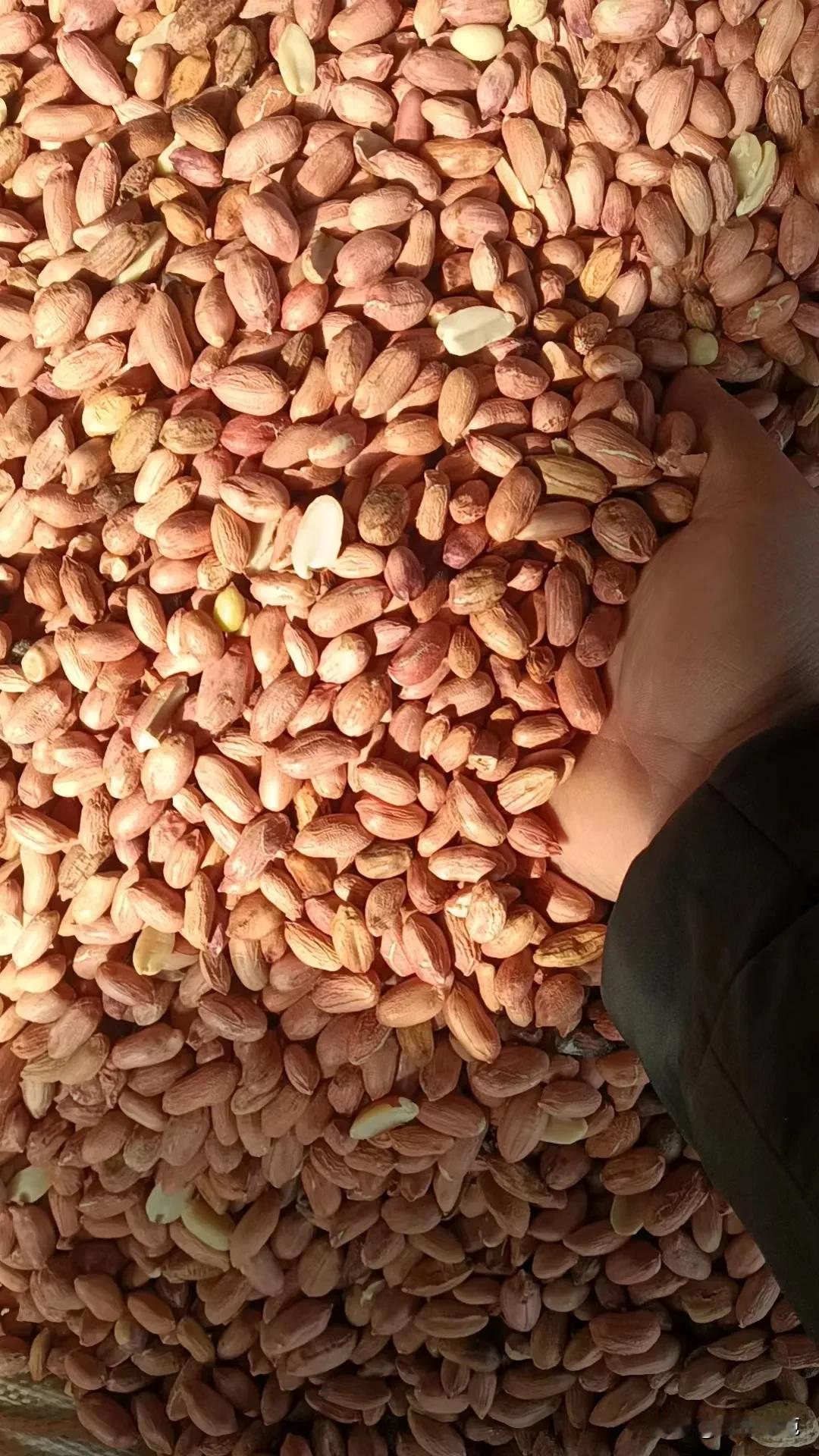 批河南白沙色选通米4.2-4.4左右，半米3.85左右，批湖北宜城白沙色选通米好