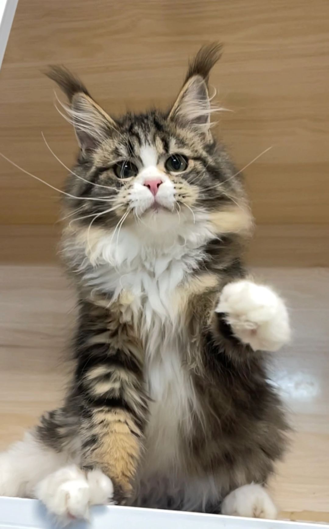 缅因｜姨姨你看我美不美