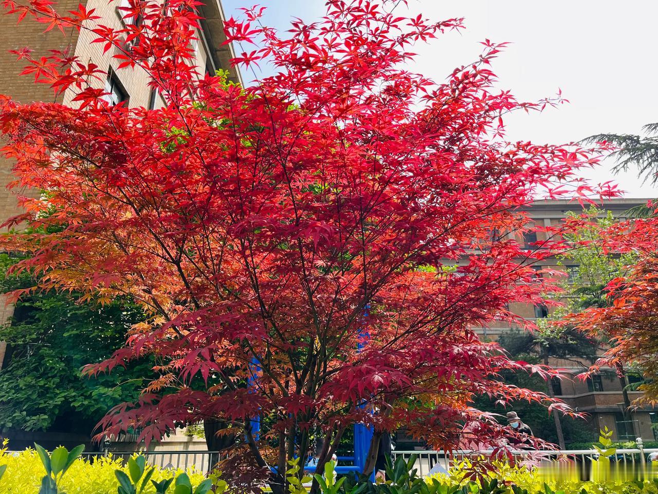 燕归梁  摘樱桃
张华兴
       四面朱樱八面风。透葱绿梅红。珠圆春润意濛