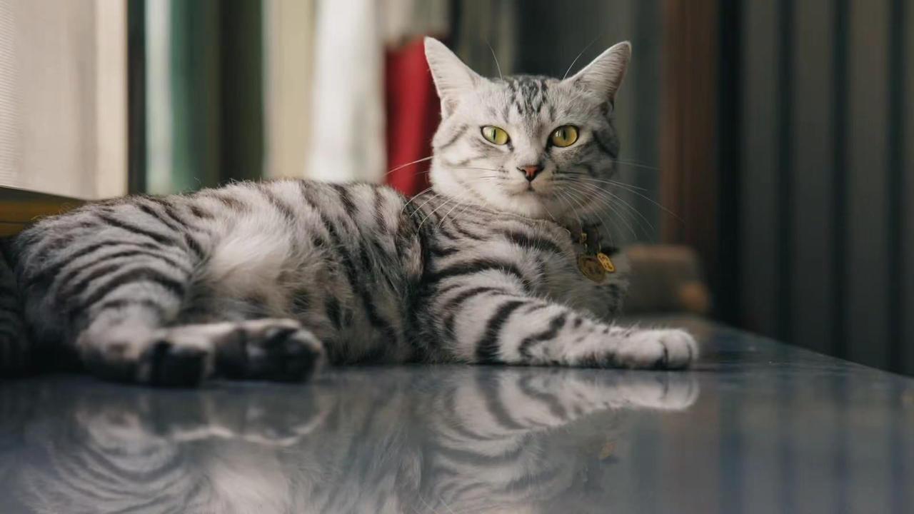 当你的尼康ZR搭配铭匠85mmf1.8。，你将会得到 尼康zr red