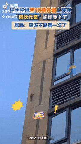 近日，浙江杭州，一女子下楼出门时，她意外发现3只小松鼠居然在墙上楼顶偷吃萝卜干。