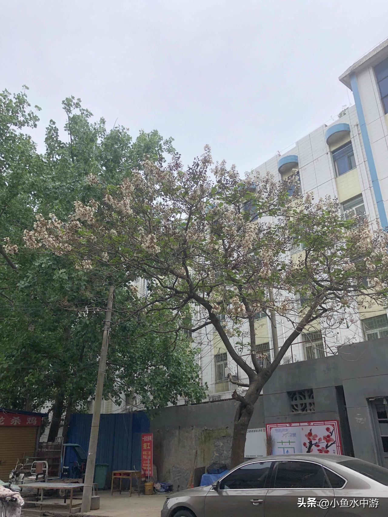 晒图笔记大赛小区一角