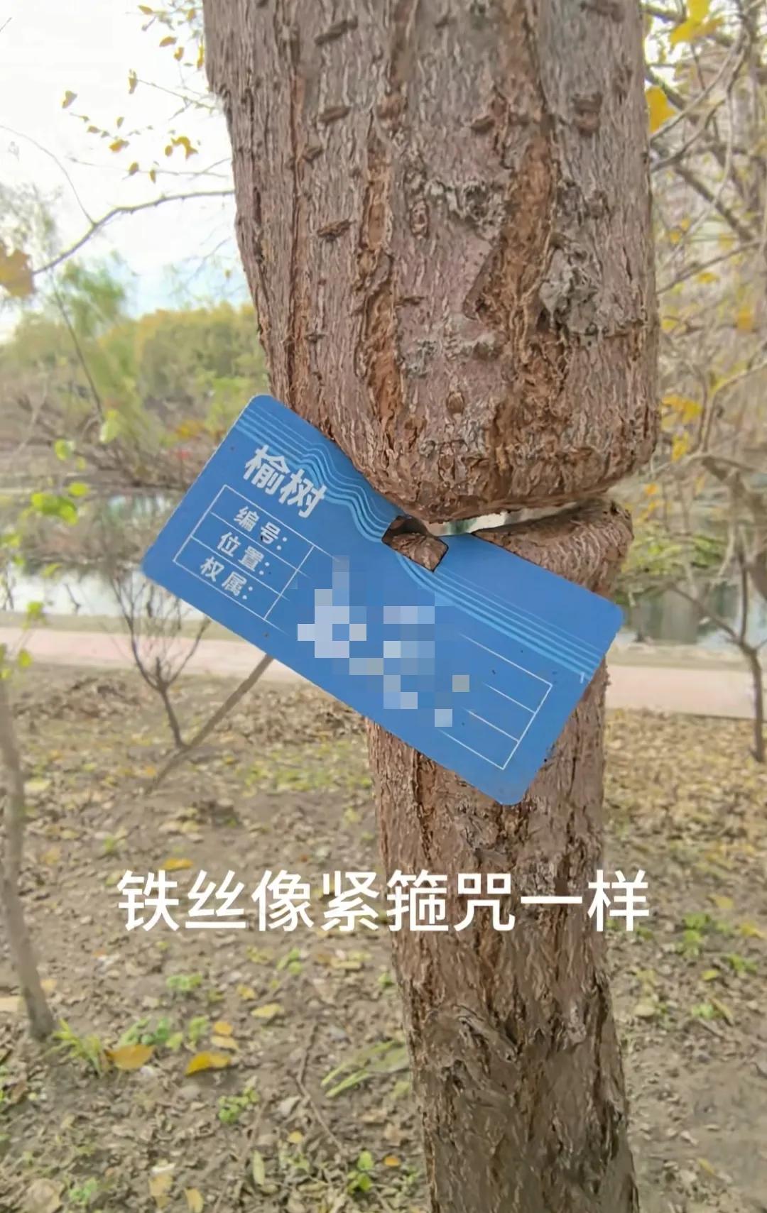 公园里的树牌，难道挂上就不管了吗？按理说能想到吧！时间长了不就是这种后果吗