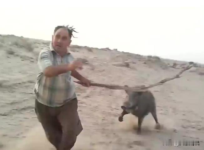 猪为什么没灭绝？很多人都觉得家猪的战斗力弱，殊不知它的祖先强得可怕。

你可能想