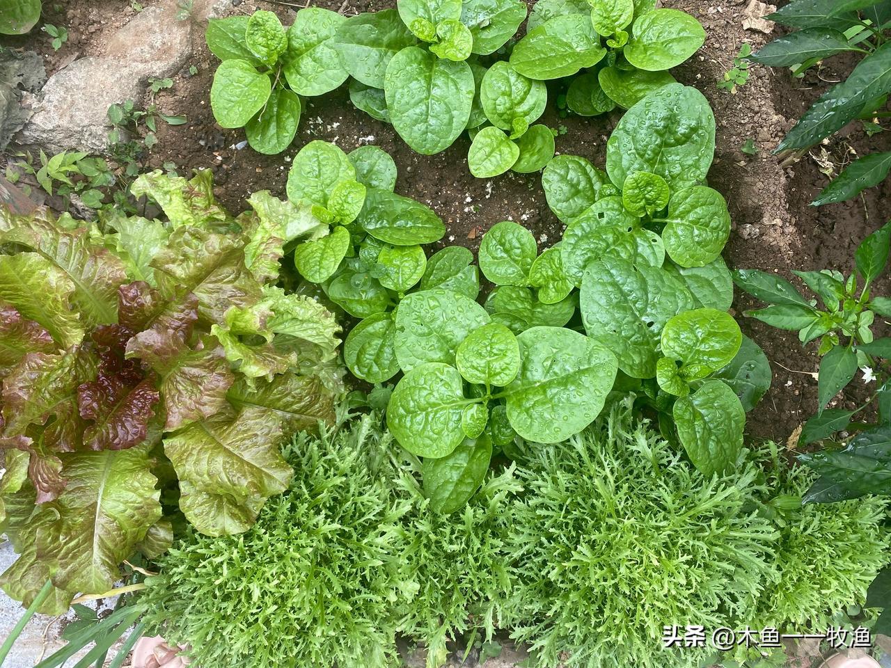 我家小菜园里种了不少大叶木耳菜，也叫猫耳菜。这东西口感滑嫩、钙含量高，怎么做到吃