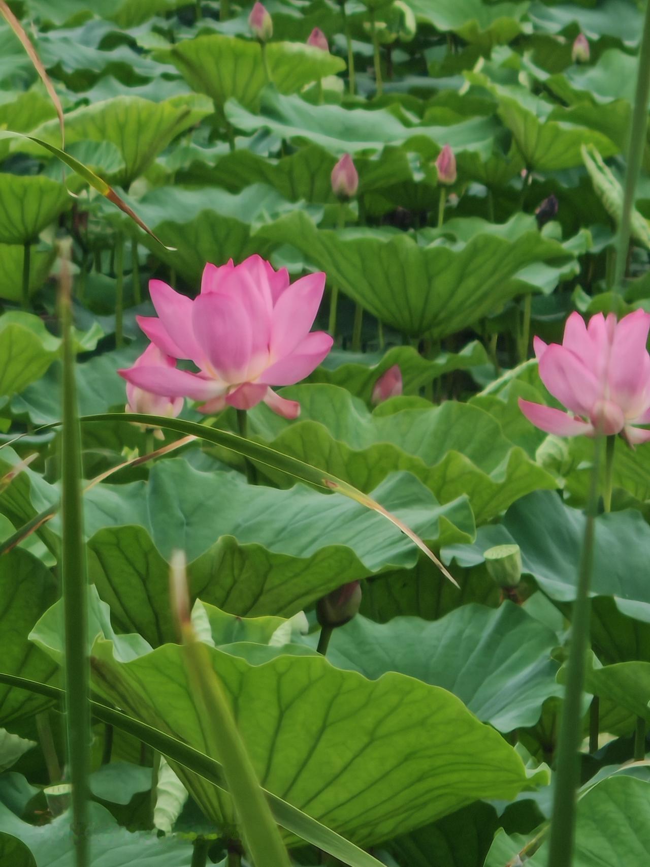 荷花含露照，清香满池塘。北京通州宋庄蓄滞洪区二期荷花