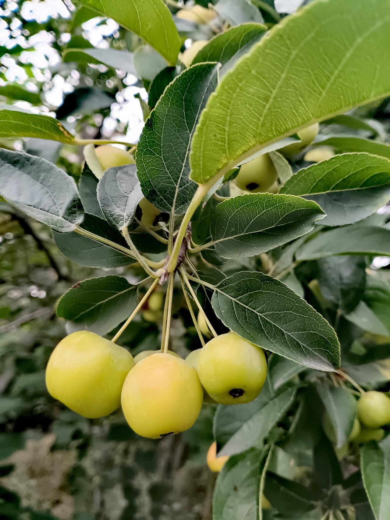翠绿枝叶间挂满青黄的海棠果，果实饱满圆润，洋溢着夏日蓬勃的生机。
