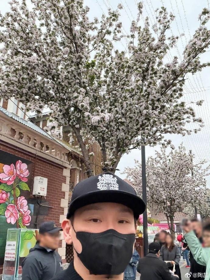 陶喆和天津海棠猫同框了 谁懂这种治愈感！陶喆又来拍春日花花，天津开演唱会期间打卡