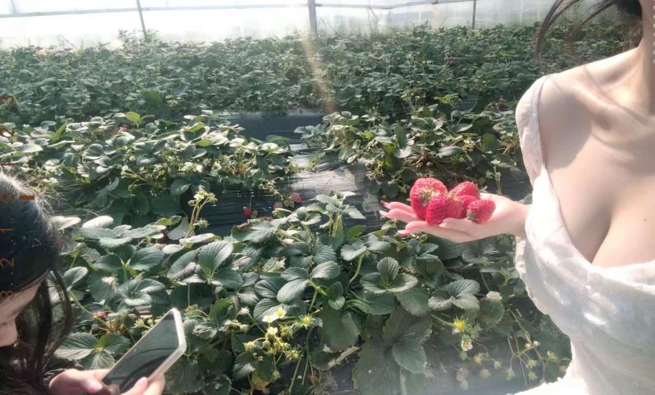 摘草莓咯嘛