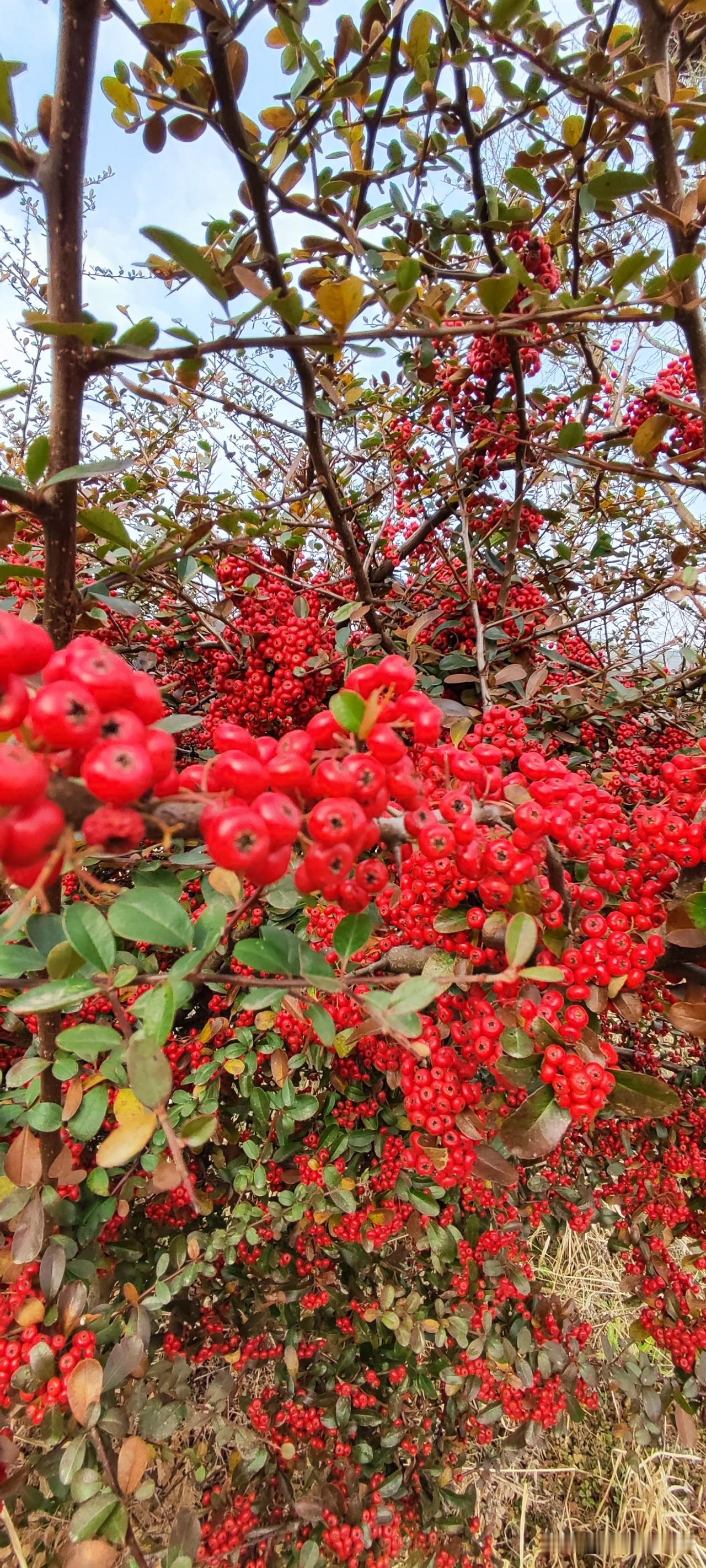 冬日生活随拍同行的花店女老板遇着火棘果，喊停，下车一顿拍拍拍剪剪剪...“直播间