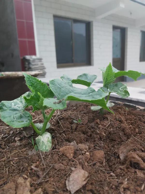 我不赞同“努力必定成功”。努力虽是成功的必要因素，却非唯一要素。就像种丝瓜，我悉