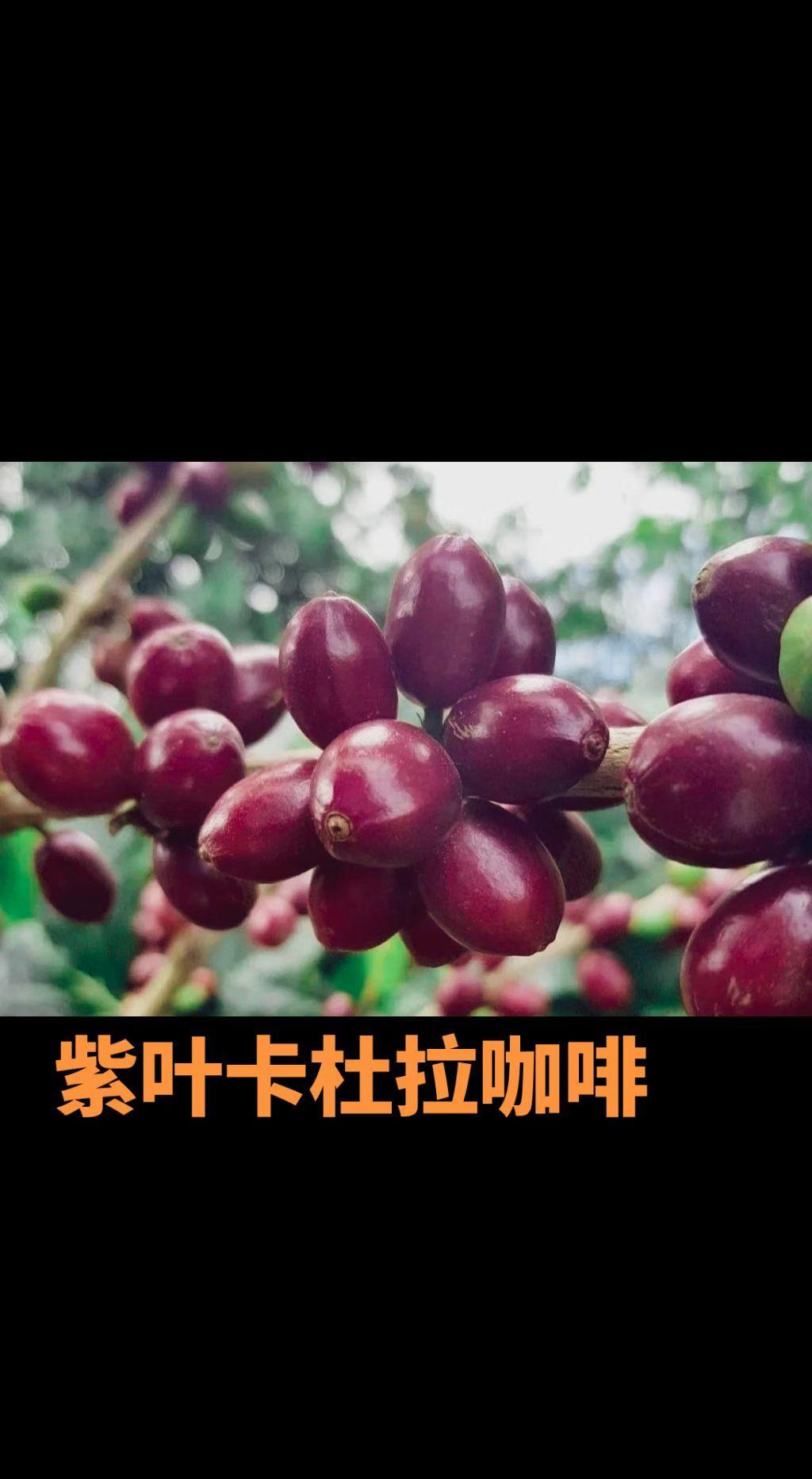 紫叶卡杜拉(PurpleCaturra)