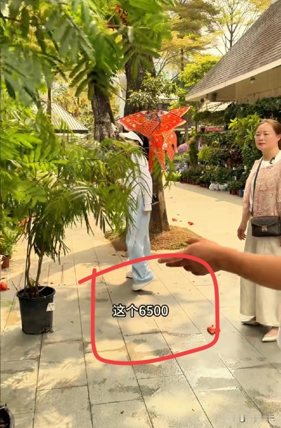 小凤都舍不得买的两颗植物，听了老板报的价格，小凤则被它吓到了，转身买了一颗更小的