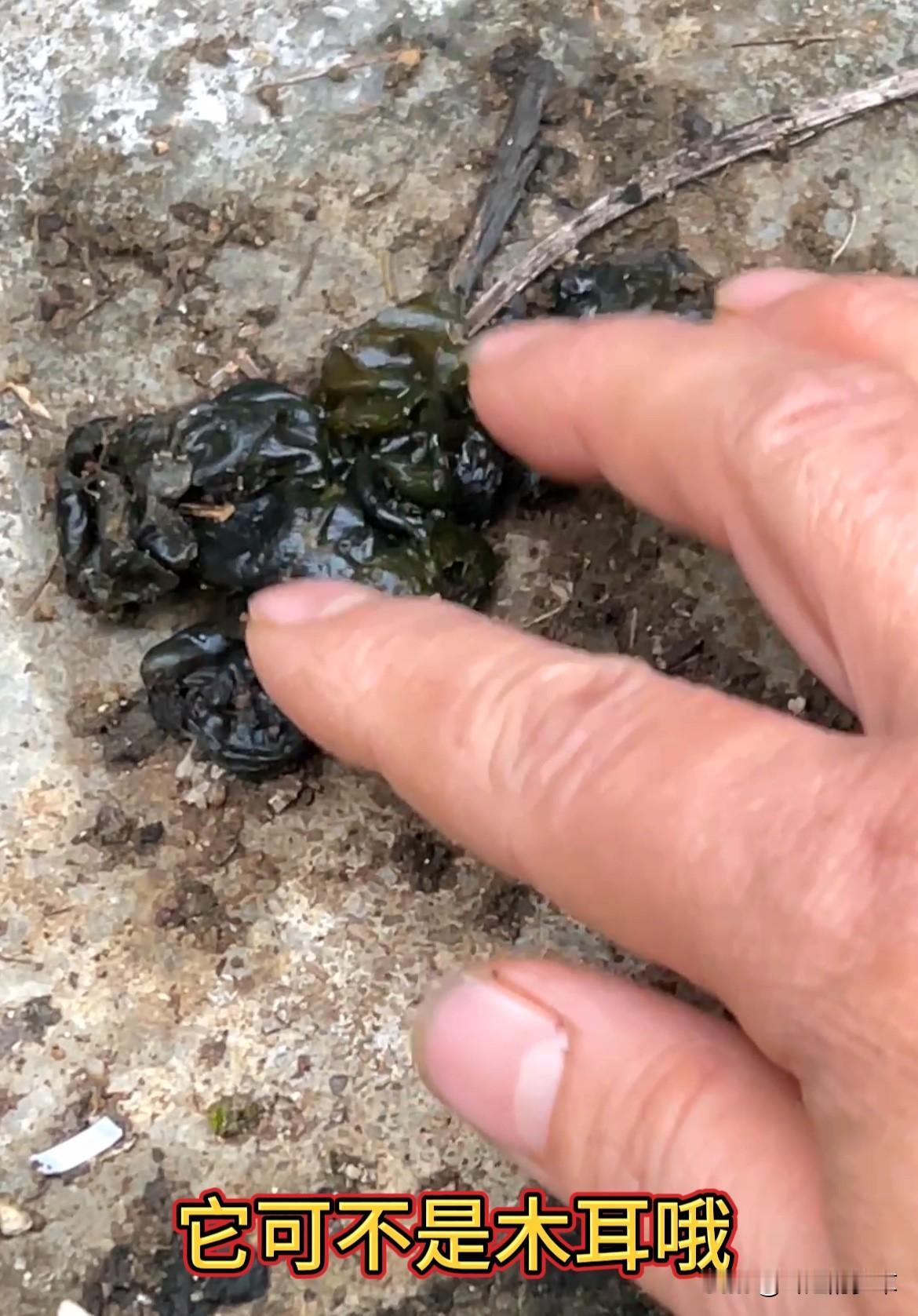 注意看，这种趴在地面的东西，相信很多人都见过，它可不是木耳哦，如果你在野外遇见它