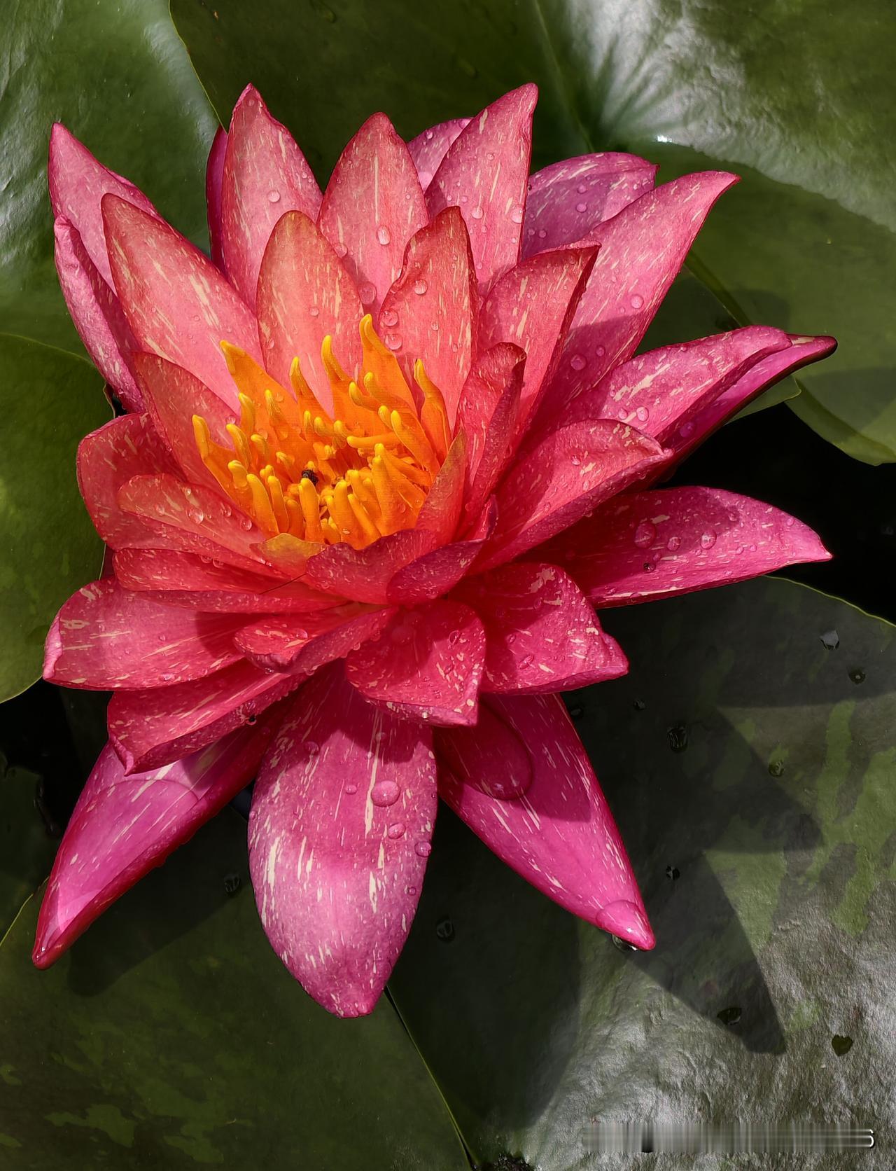 记录我的2026水珠缀满绯红瓣蕊，暖橙花蕊藏着细碎温柔。这一朵热烈的红睡莲，静卧