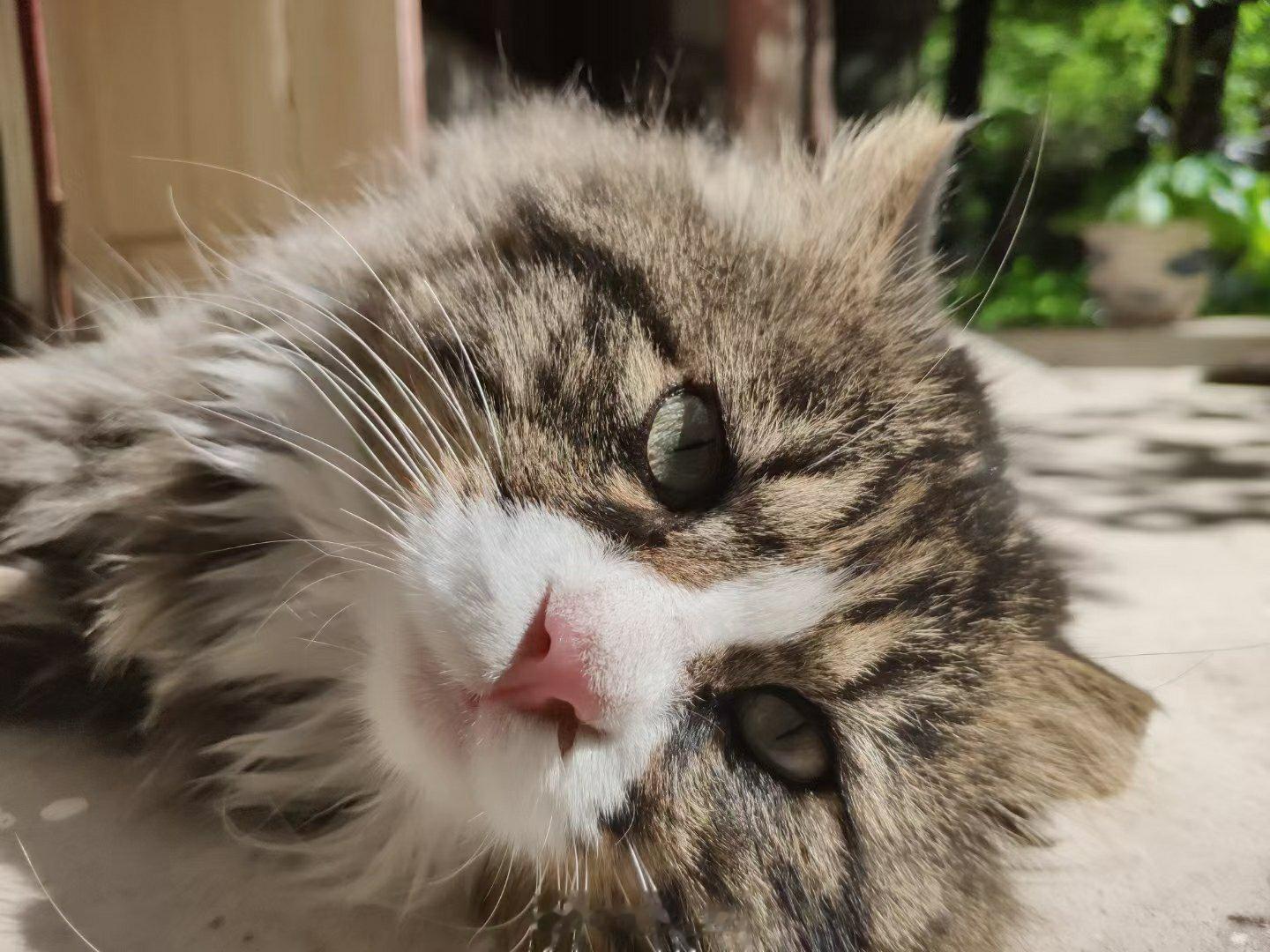 #北大学生毕业论文致谢流浪猫# 感谢云雾的陪伴，跟我同年从燕南园毕业了🐱  ​