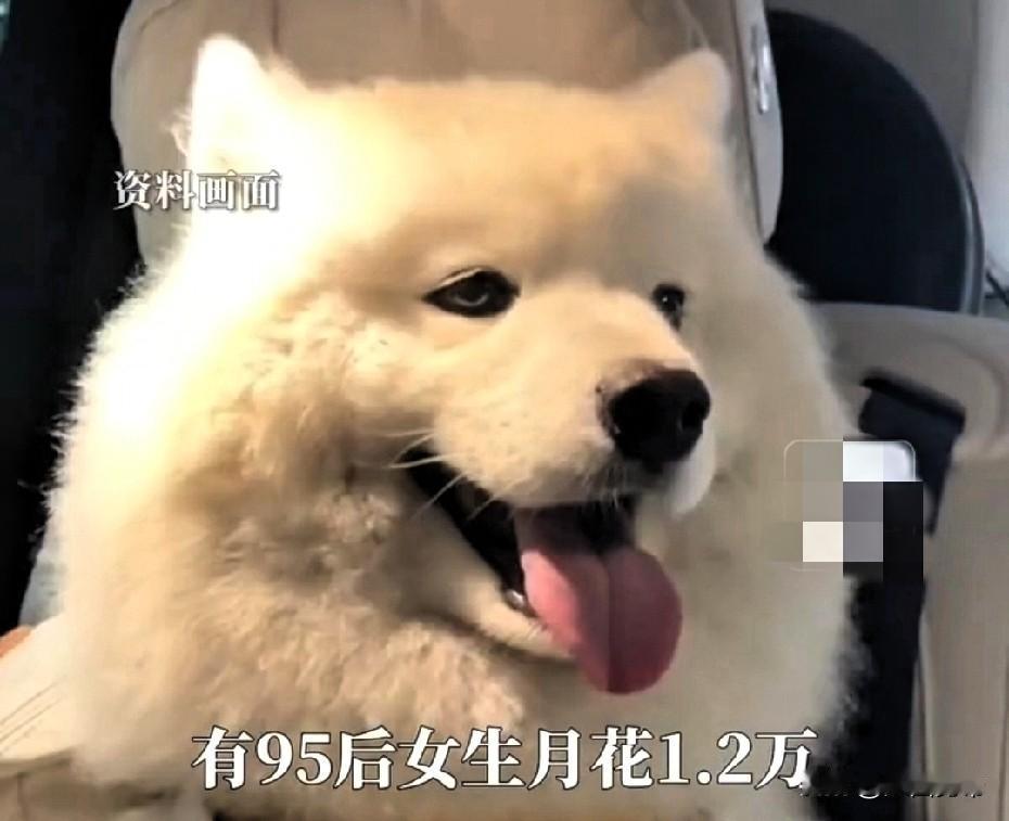 “太讽刺了！连狗都上幼儿园了！”网暴说在上海，有个叫桃桃的95后女生，因自己工作