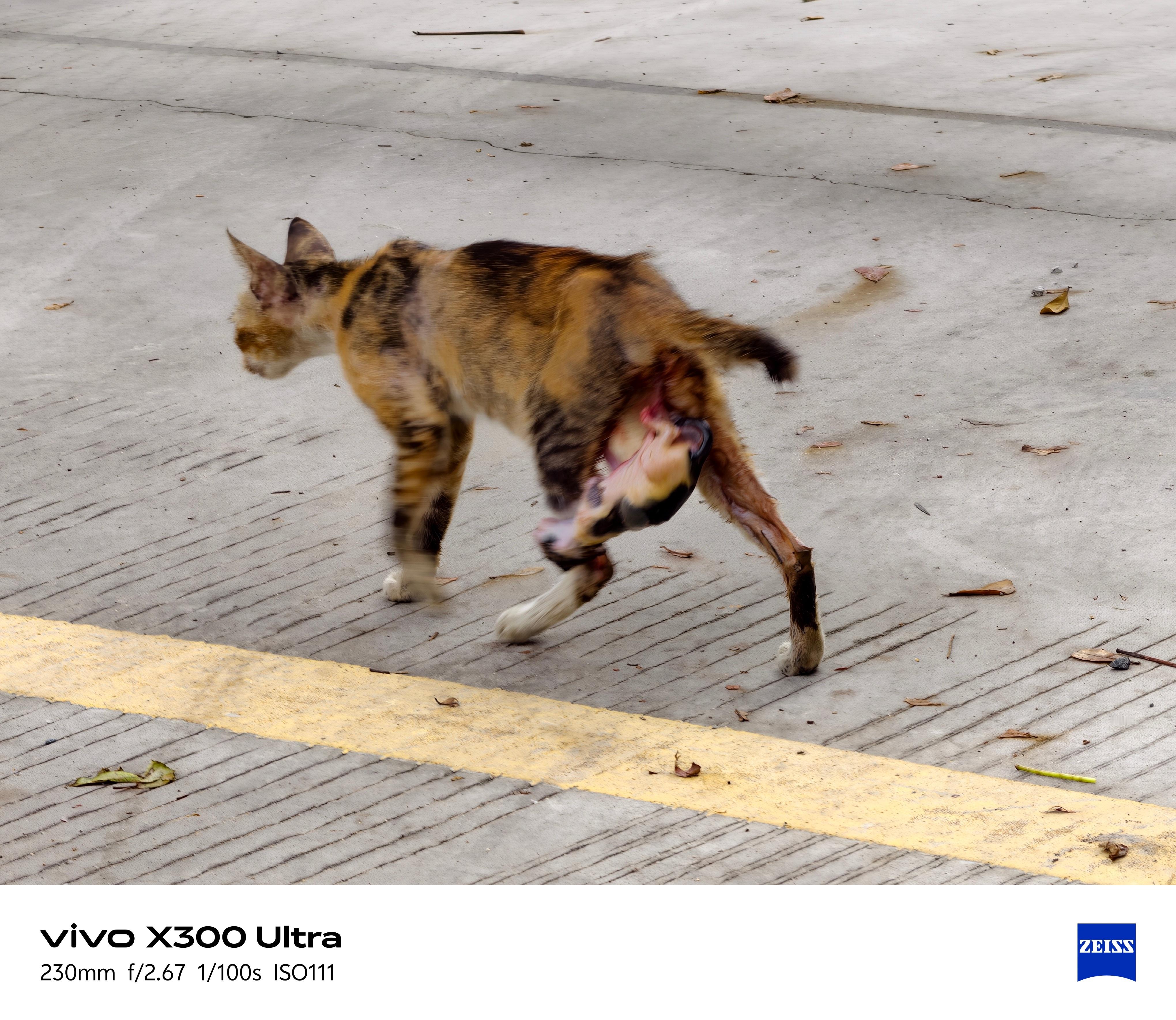 路上遇到的猫咪，屁股上挂着一只小奶猫不知道还活着么