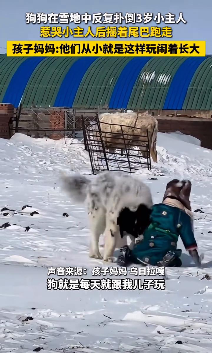 狗狗在雪地中反复扑倒3岁小主人，惹哭小主人后摇着尾巴跑走。孩子妈妈：他们从小就是
