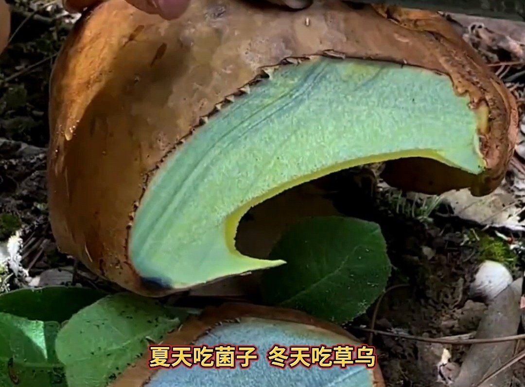 一生都在拿命吃饭的云南人论吃这方面，就服云南人的大胆！！云南人下半年勇敢吃菌子，