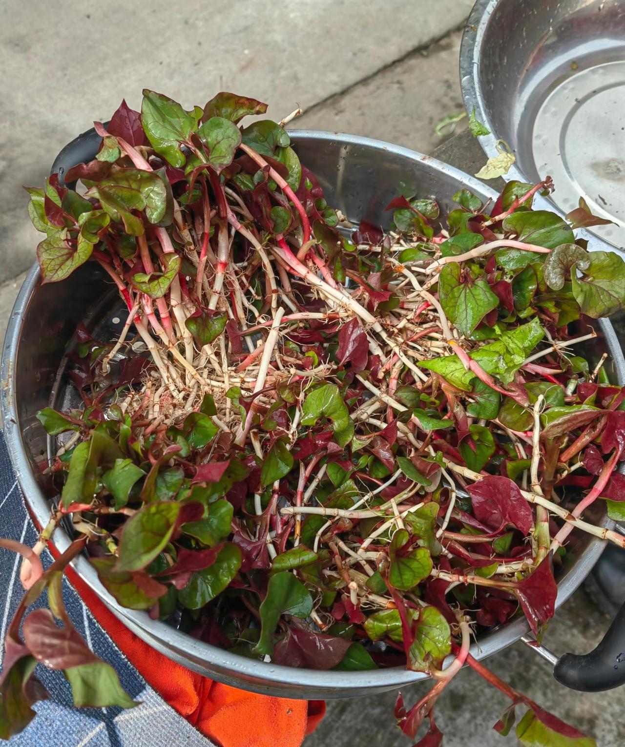 川渝和贵州的朋友们，
就问你们看到后迷不迷糊？
反正我是流哈喇子了…
说实话折耳