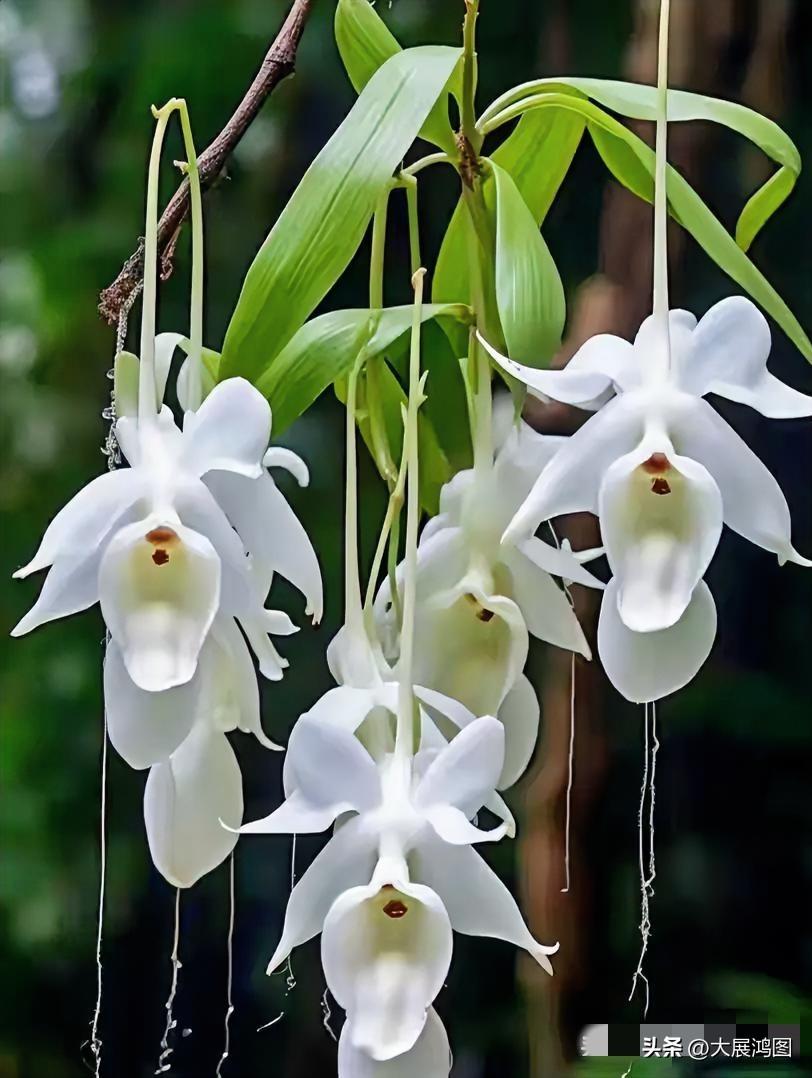 梦幻白花垂挂景
梦幻白花垂挂妙，
如烟似雾映林梢。
柔丝袅袅风中舞，
碎玉莹莹叶