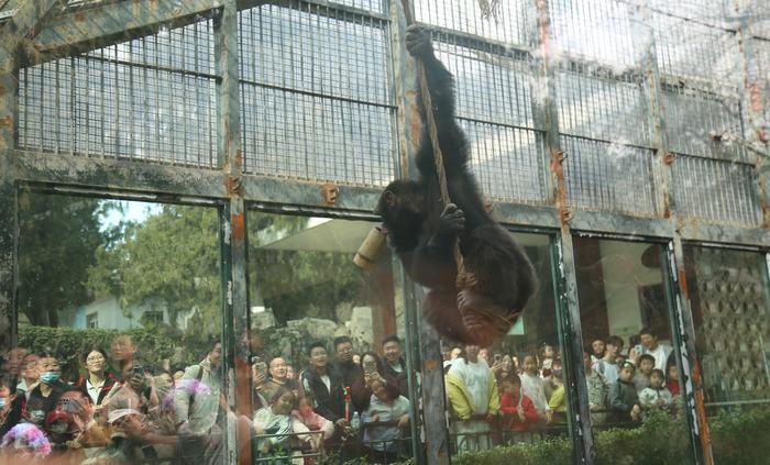 吃水饺、喝牛奶，春节期间济南动物园“干饭猩”上线啦！新春佳节，济南动物园里喜气洋