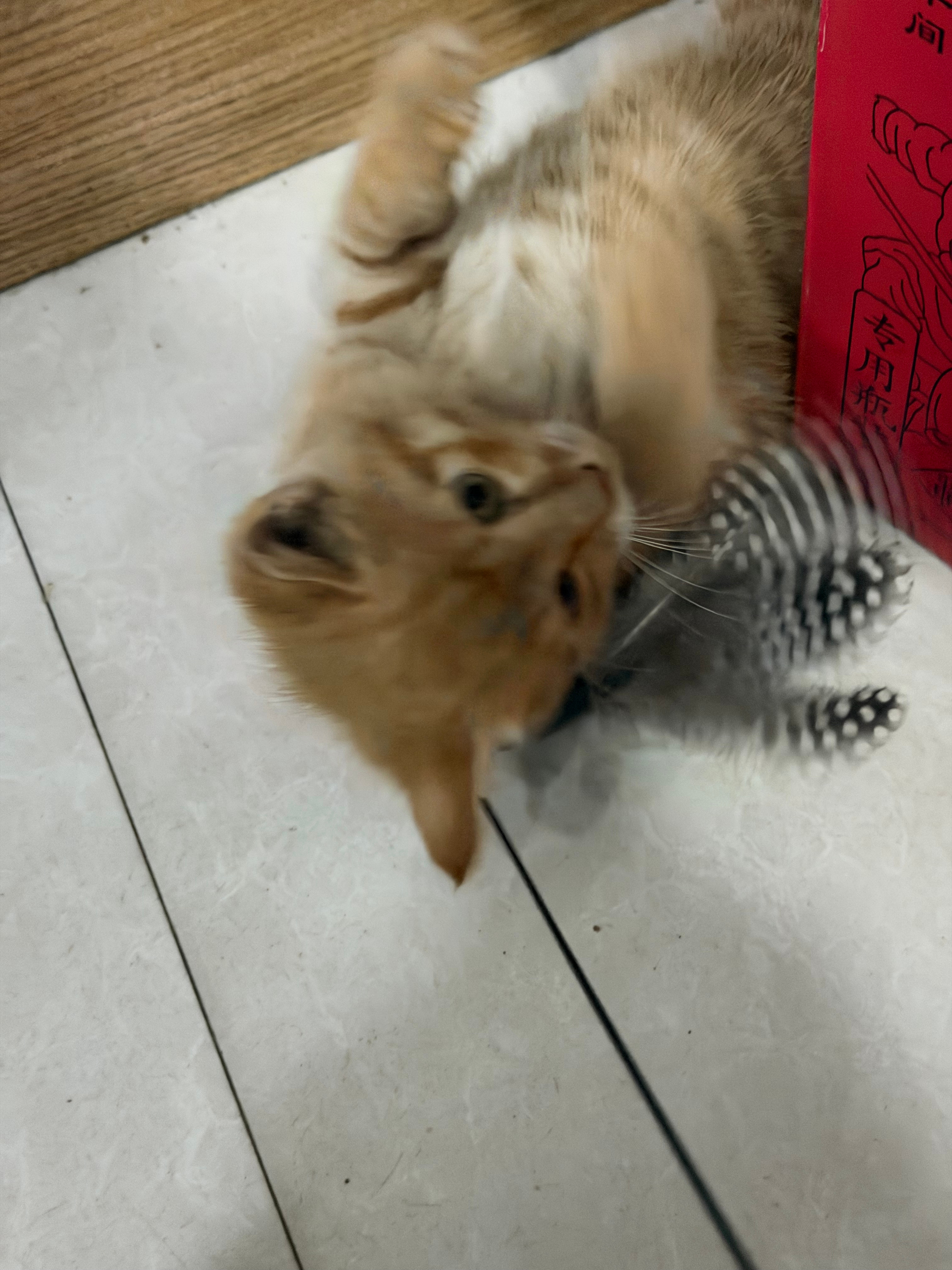 调皮鬼咬我手服了