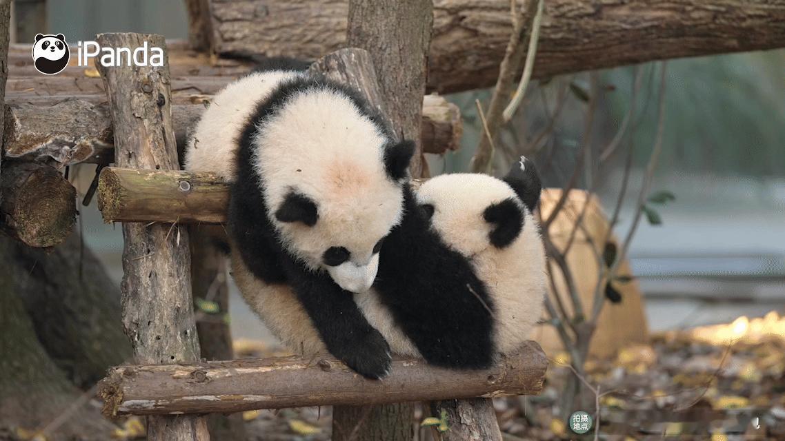 熊猫幼崽可爱这块没有上限的吗？看两小只打闹真能看一整天～筑梦熊猫家园 熊猫趣图