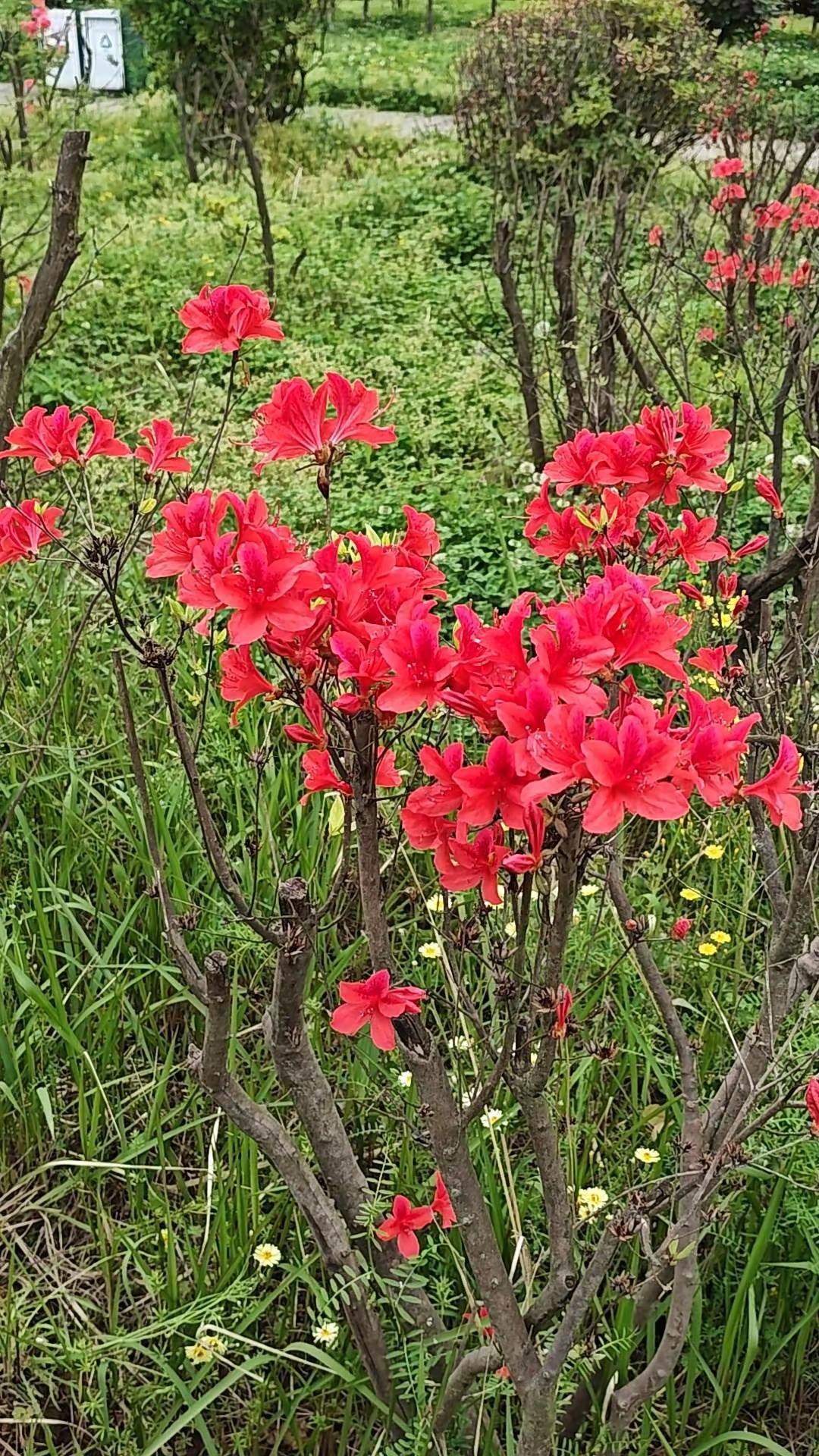花草园地 花卉植物