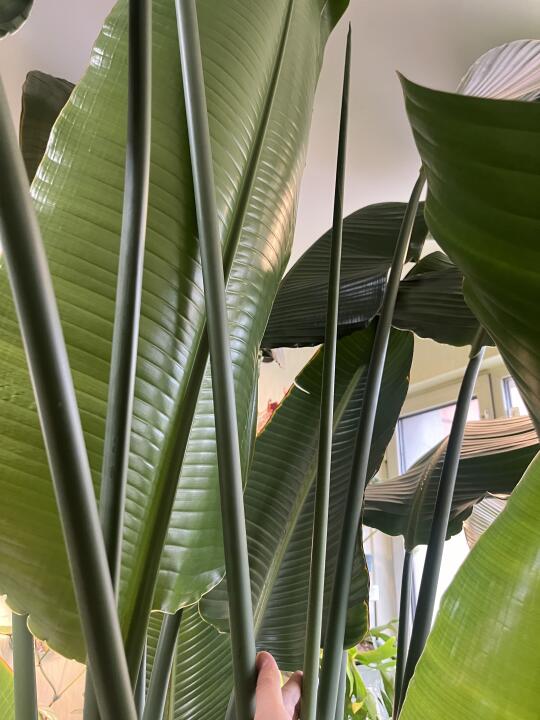 夏天这一轮叶发的很慢