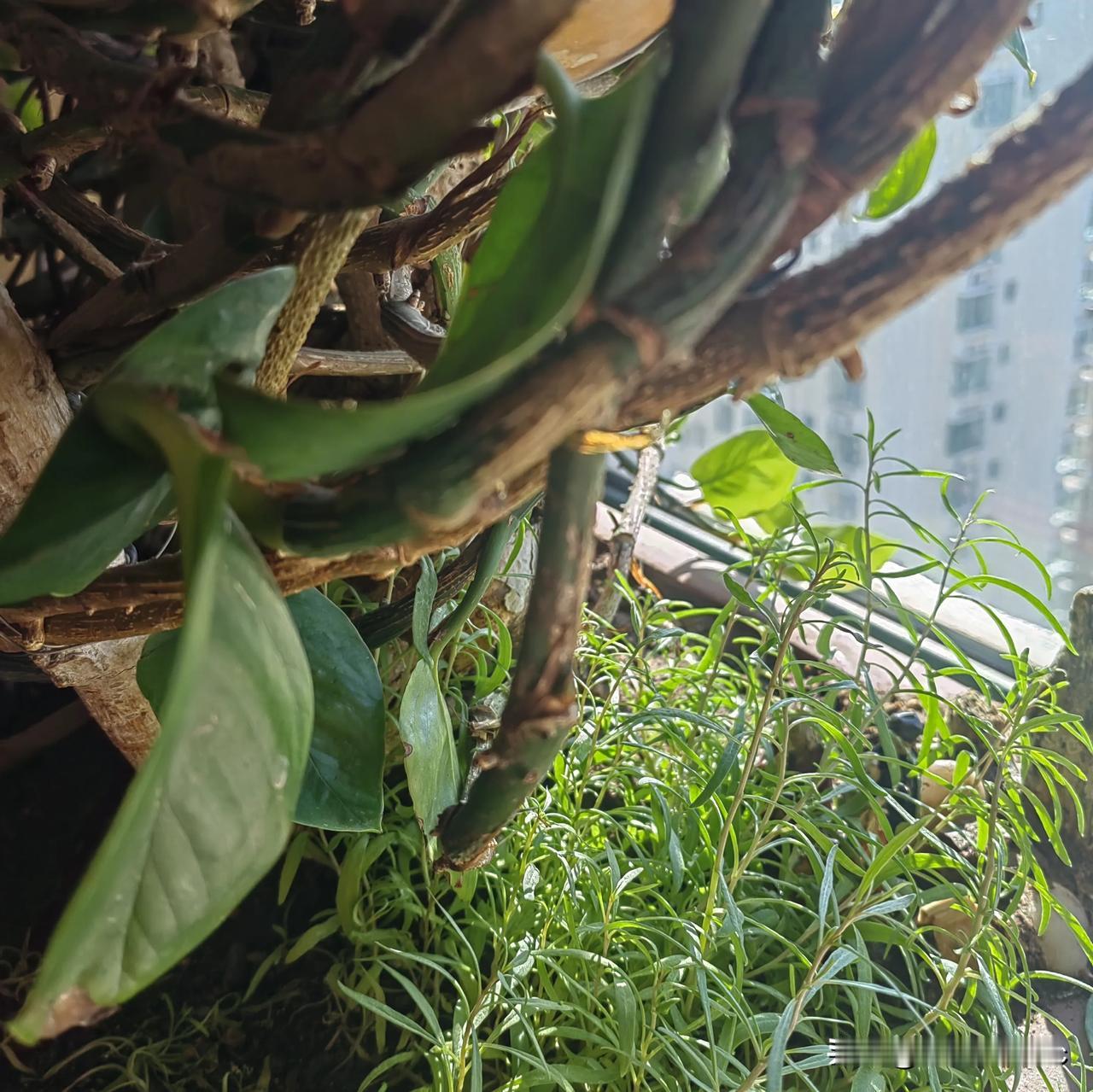 不仅喜欢大树，而且也喜欢小草。小草与大树相互依偎，相互衬托，相互成就。没有小草，
