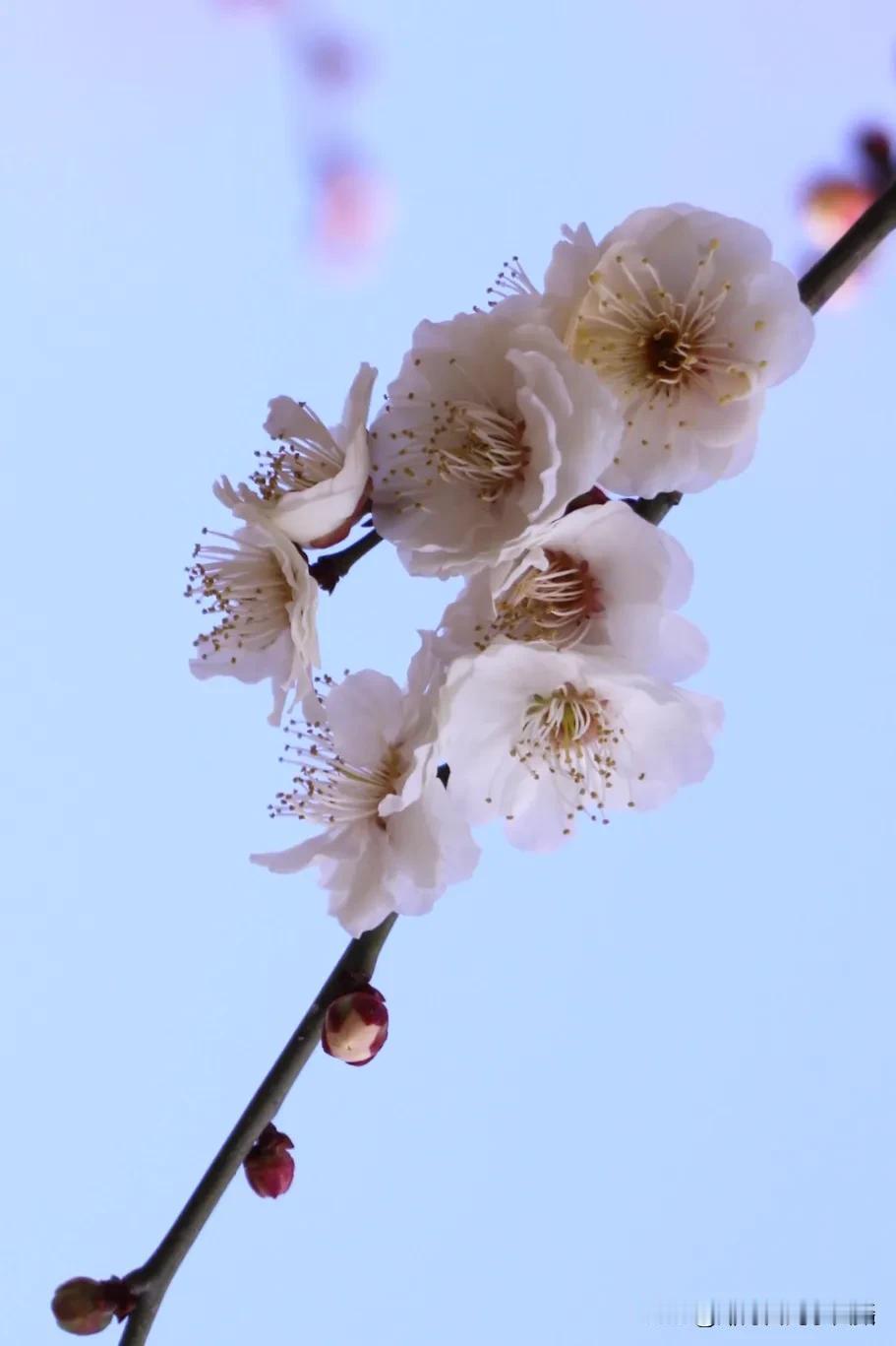 今日邂逅梅花，疏影横斜间，是独属于春日的诗意。白瓣轻绽，似雪却胜雪，带着清冷的芬