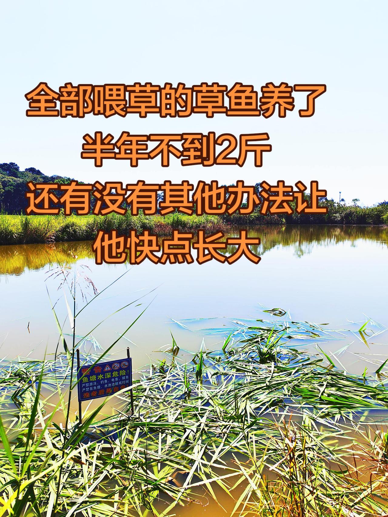 这样养草鱼何年马月才能出卖，太难了养鱼日记 养鱼
