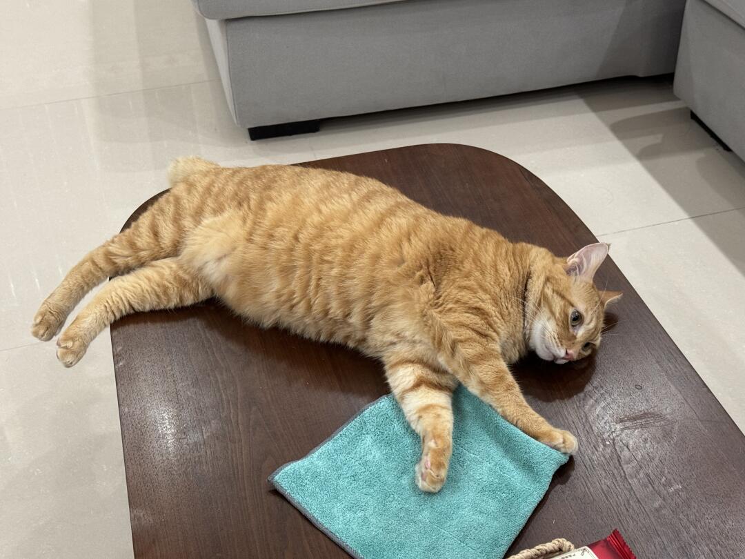 小猫咪上桌子凉快