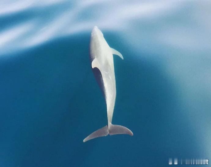 转发这条 你会越过一切困难 🙏 