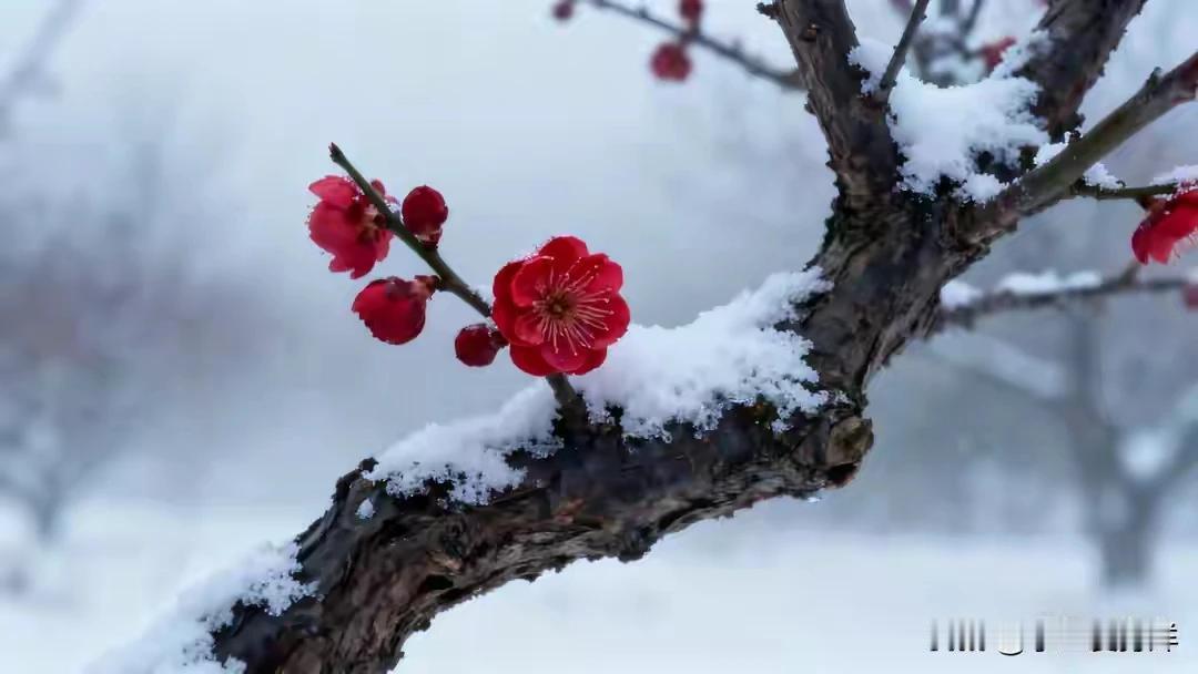 上联：梅花欢喜漫天雪，
下联：旷野冷风馨香有。
