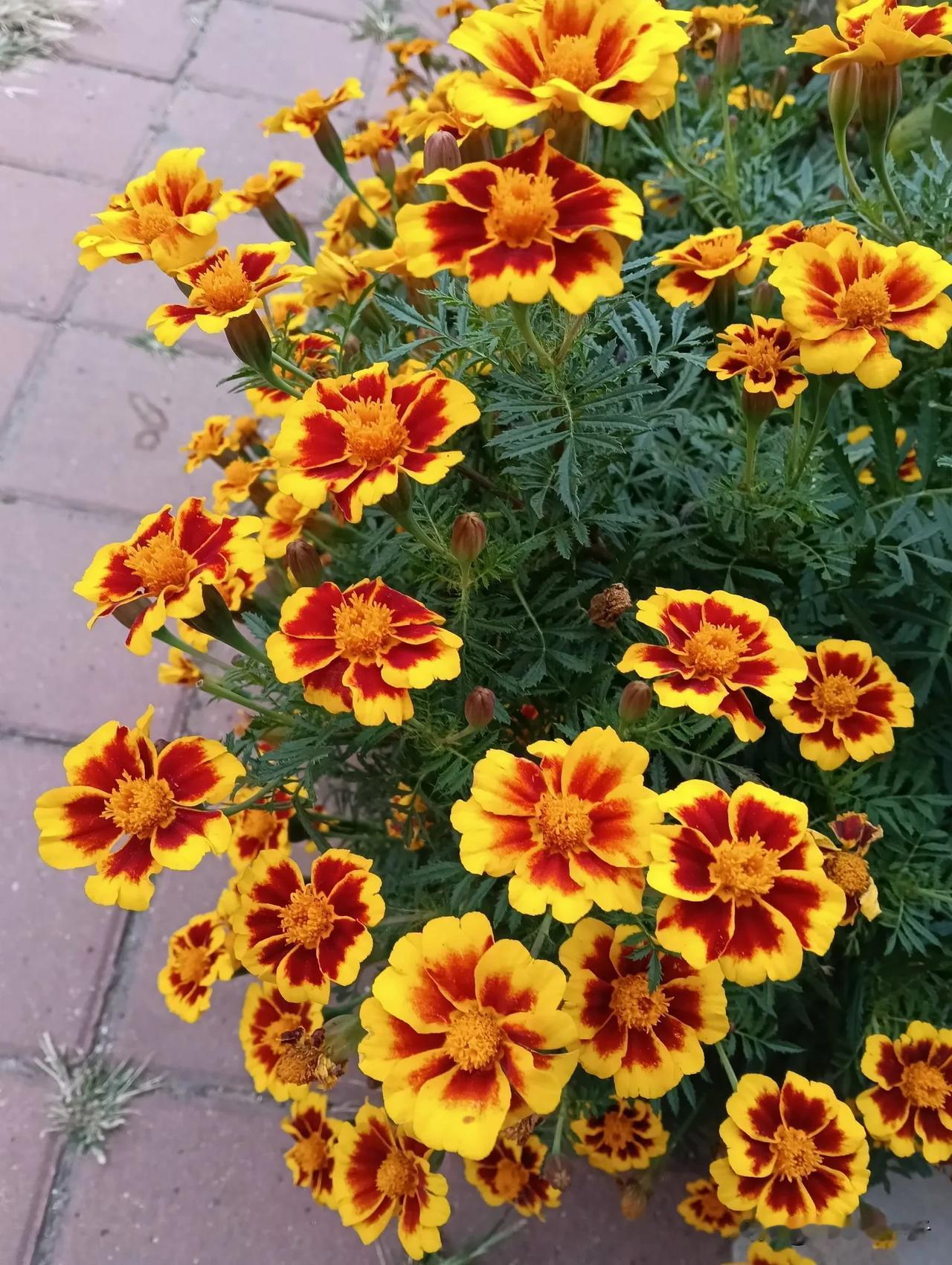 竞香开放的秋花#记录秋日精彩瞬间#