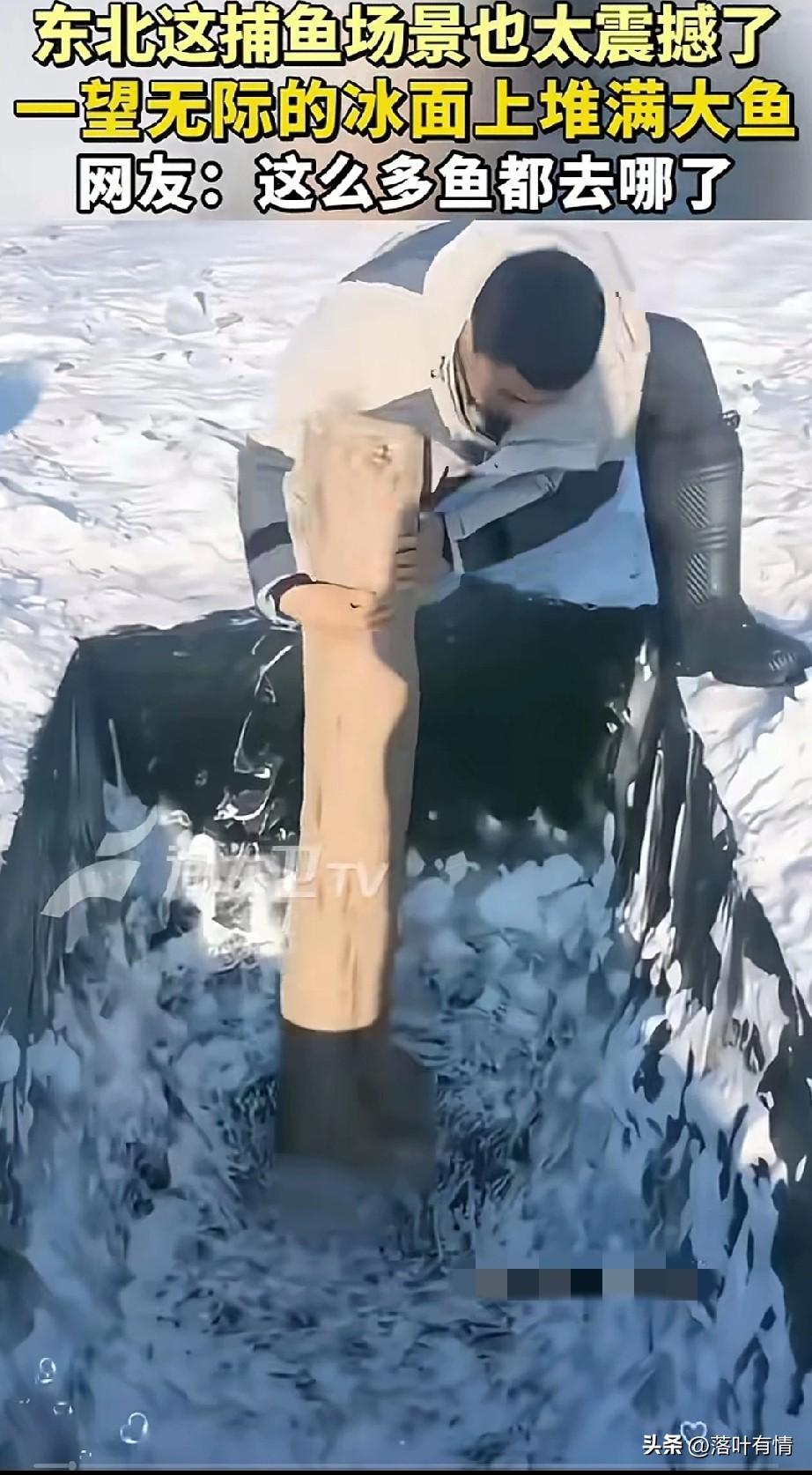东北这捕鱼场面太震撼，
你直接拿着管管，
在冰面上打一个洞，
然后拿着长长的地笼