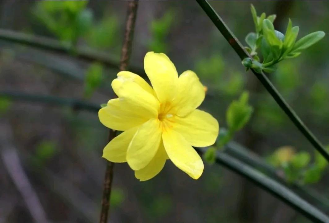 春日生活打卡季迎春花，你以柔弱之躯，驱走寒冬，唤来春光，是大自然赐予人间最温暖、