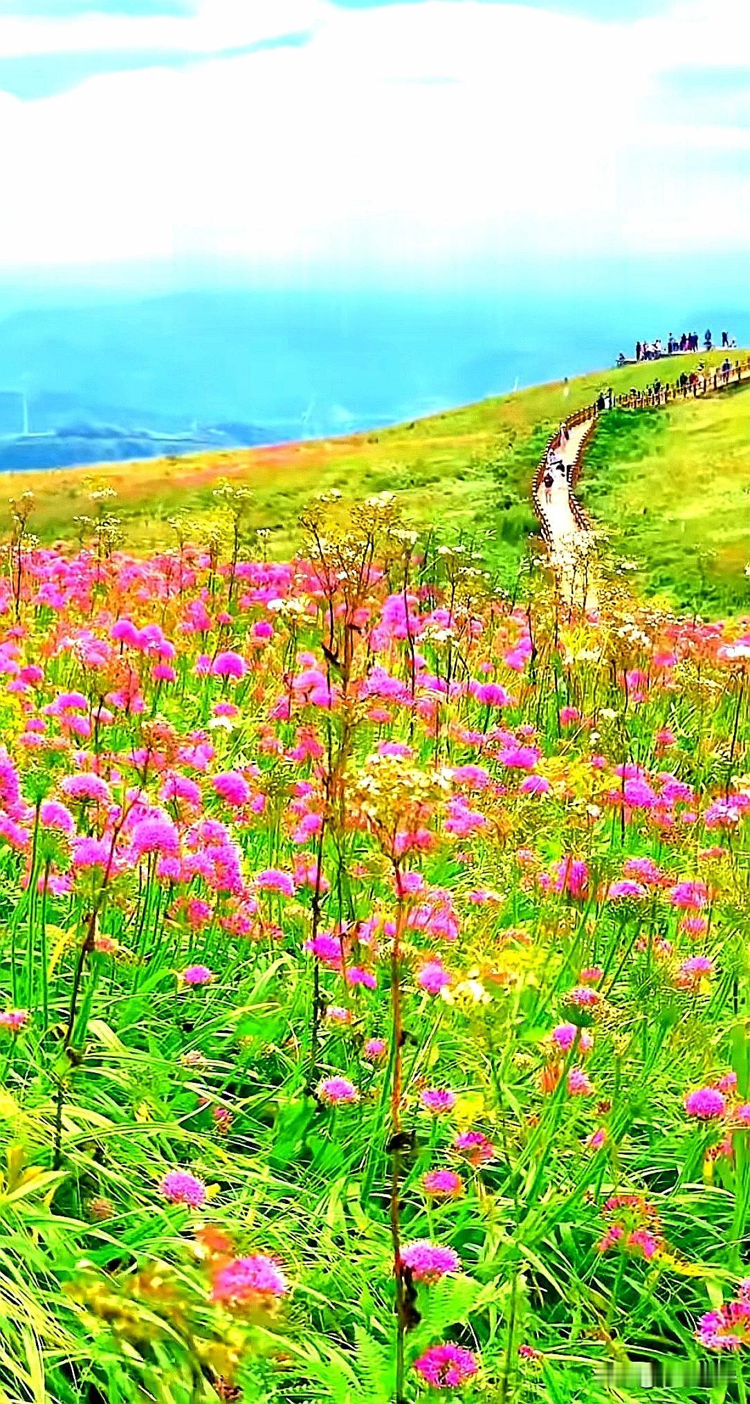 贵州毕节赫章韭菜坪，这个初秋最美好的奔赴
时光把乌蒙山推进了秋天，阿西里西的韭菜