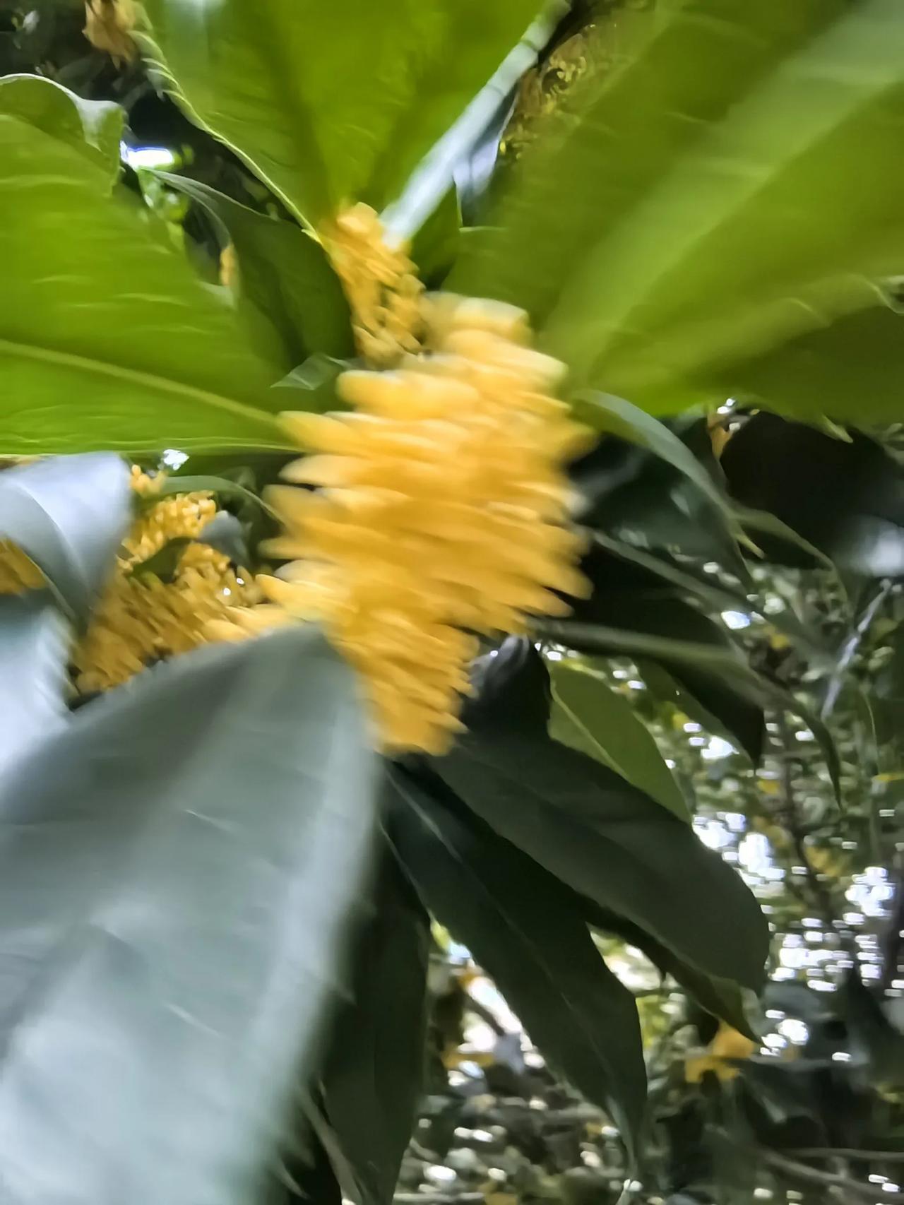 秦可卿，鲜艳妩媚犹超宝钗、风流袅娜犹胜黛玉，无论是皮相之美还是风韵精神，秦可卿的
