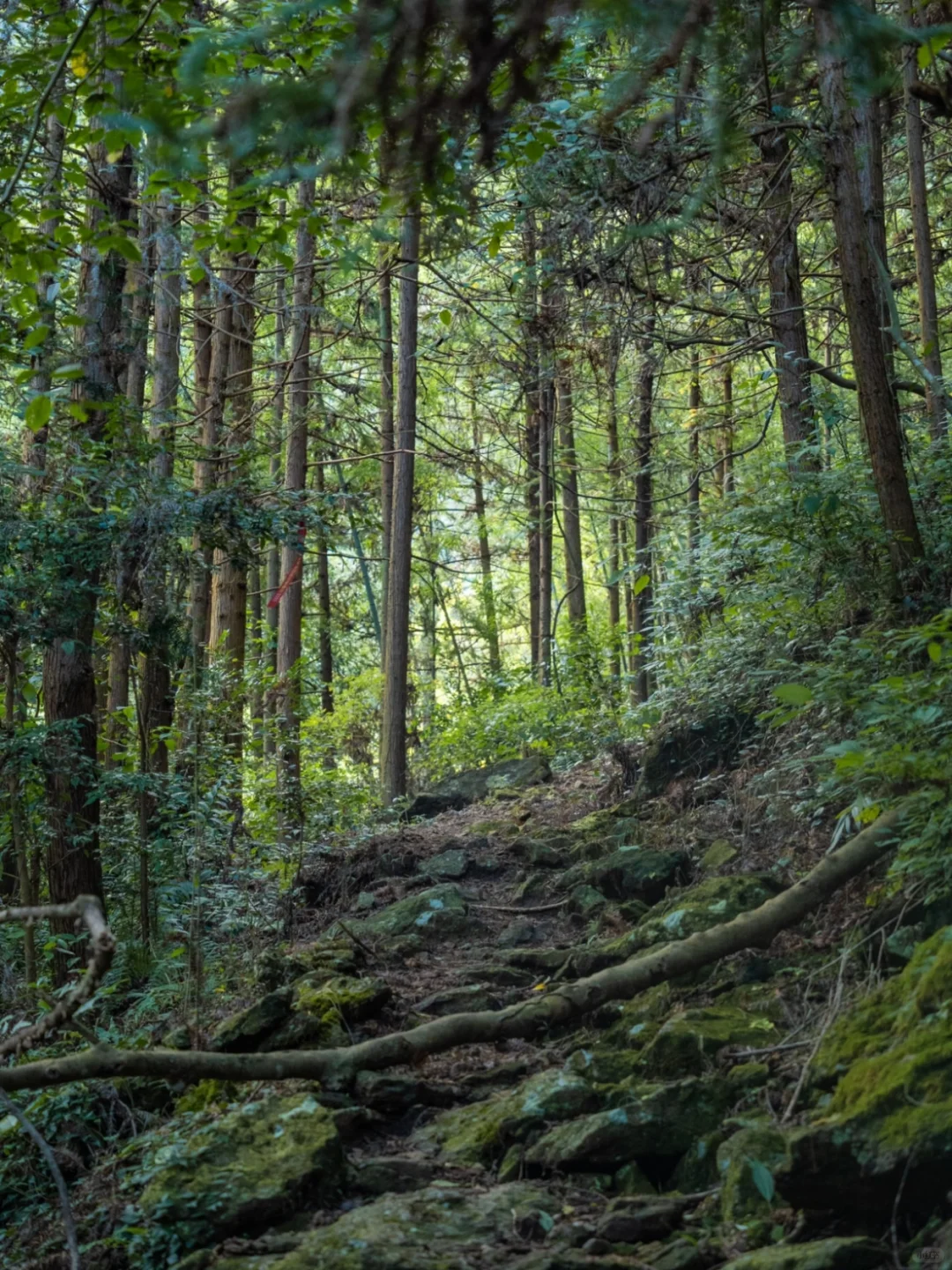 “三分台地”大雷山 | 华东名山录