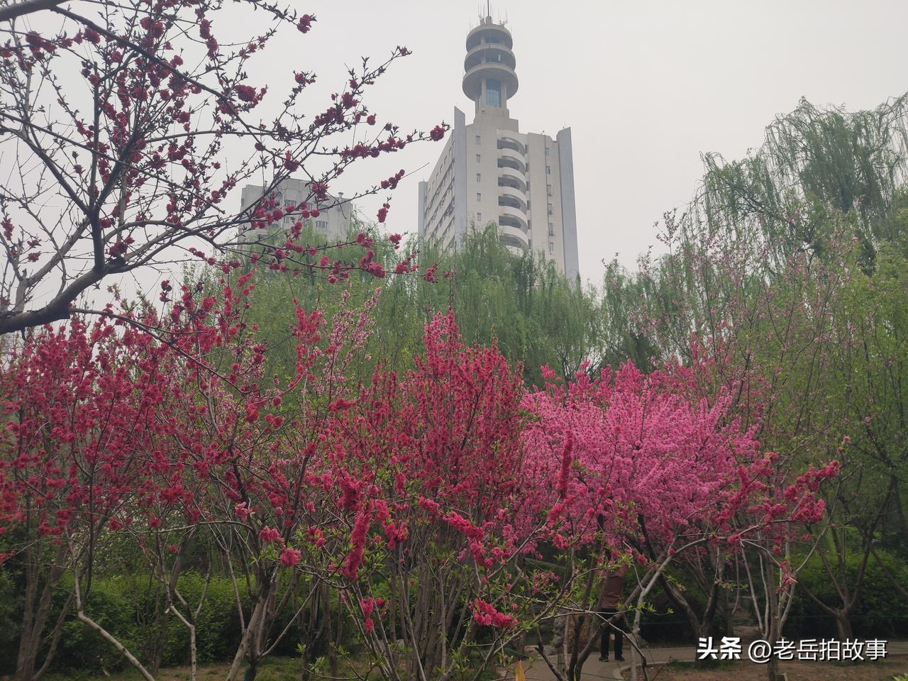 现在是凌晨四点三十七分，窗外楼下树上的鸟儿已经开始鸣叫了！吵声将我从睡梦中唤醒。
