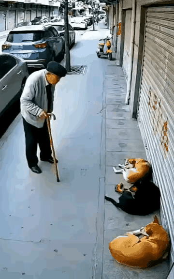 不作死就不会死，为老不尊该咬！不是狗狗凶，人家安安静静躺平晒太阳，却被你一拐杖搅