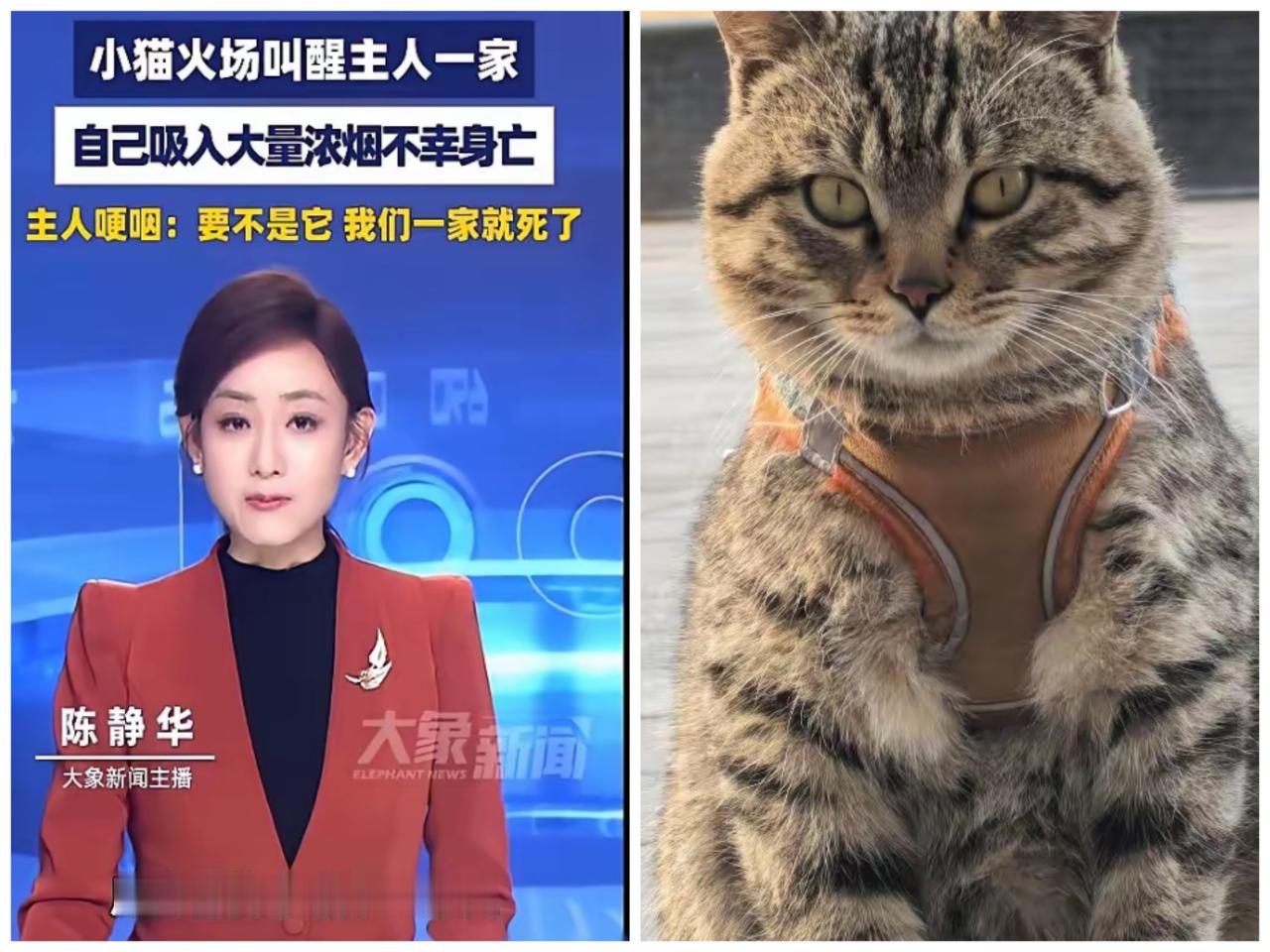 全网心疼的深圳救命小猫，真实死因看哭无数人，这根本不是意外，是一场最纯粹的舍命守