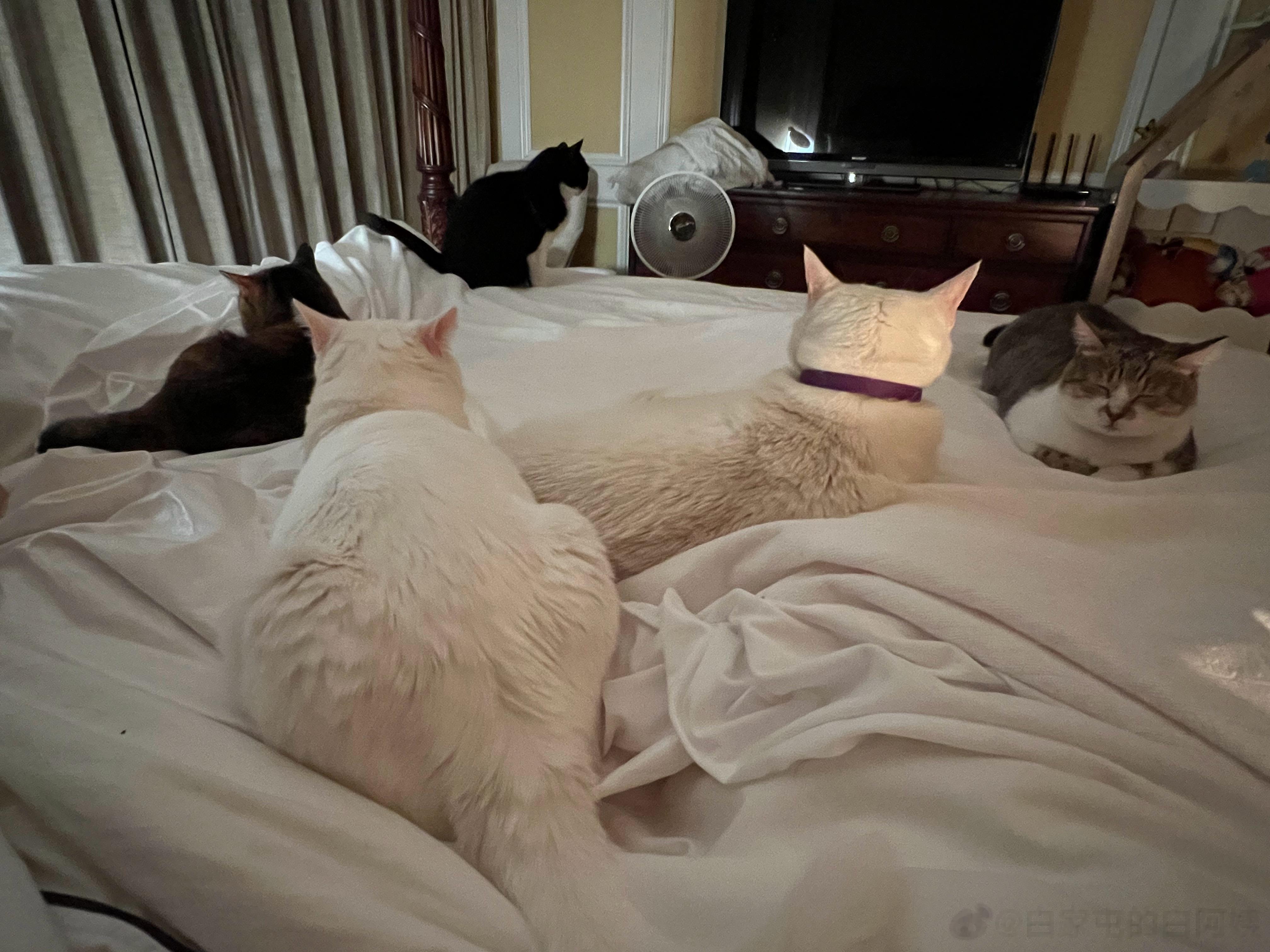 小猫咪们到齐了，我睡啦！[哈哈] ​​​