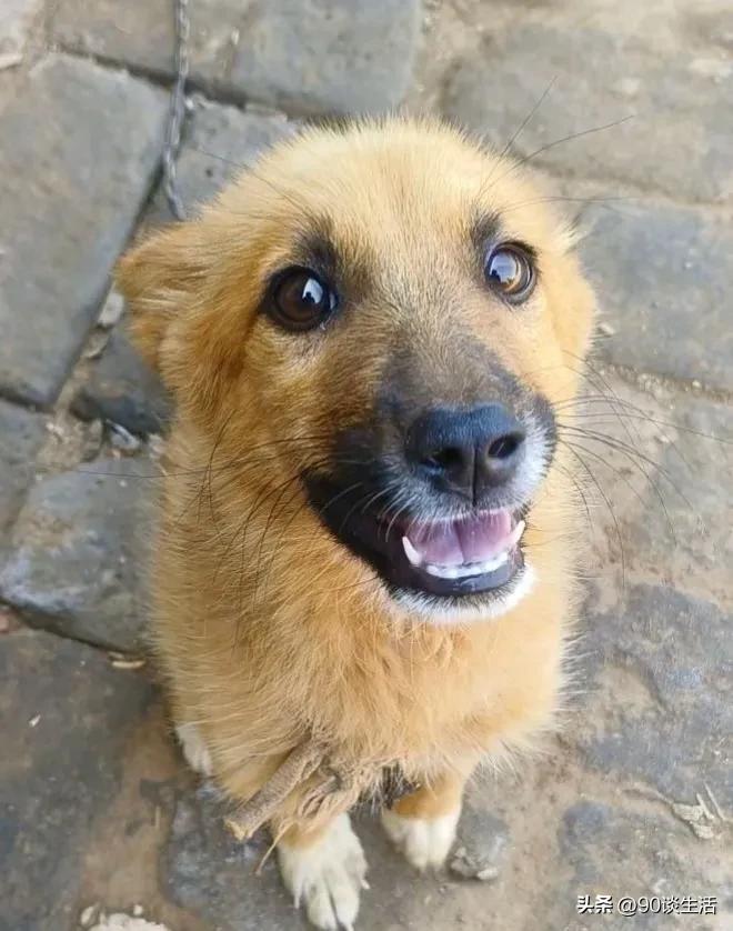 我爸以前从外面带回来一个小狗养，我们一家没有亏待过它，它对我们非常亲，每天下班它