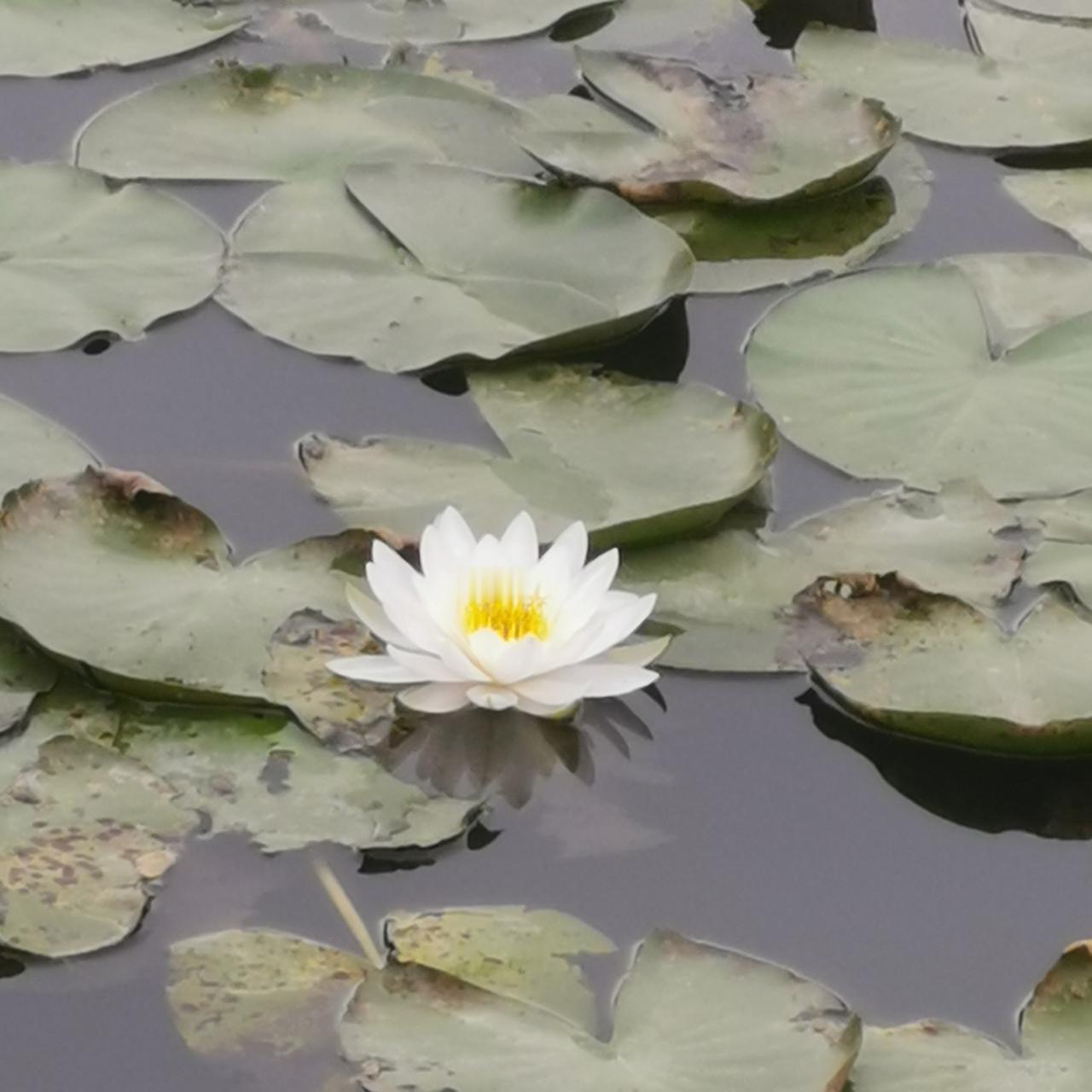 分享随手拍的花的照片睡莲与荷花